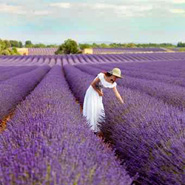 Feinschmeckerkörbe aus der Provence Feinschmeckergeschenke aus der Provence