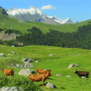 Paniers gourmands de Savoie Cadeaux gourmands des Alpes